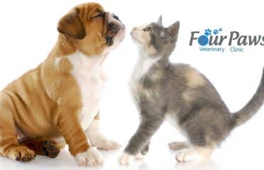 FOUR PAWS VETERINARY CLINIC