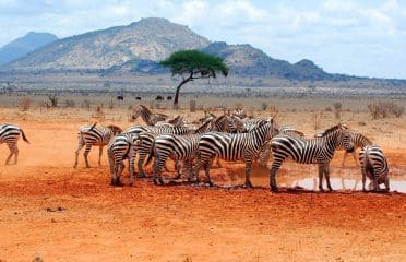 African Sermon Safaris