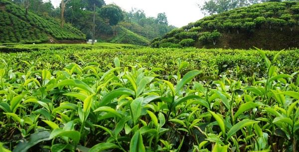 Kabianga Tea Farm