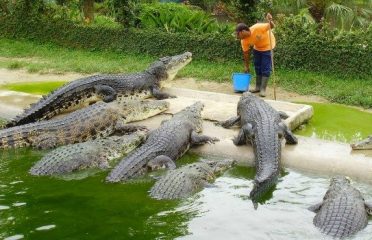 KENYA CROCODILE FARM