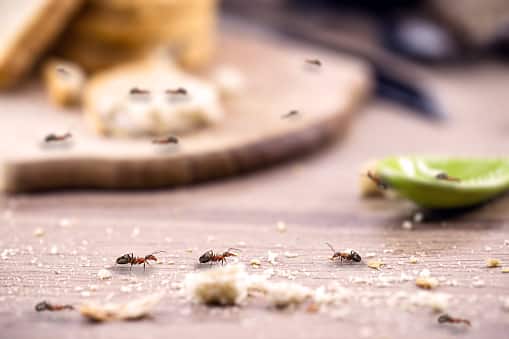 Pest Control Products Board – Kisumu Office