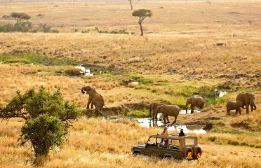 Kenya Wildlife Development Programme