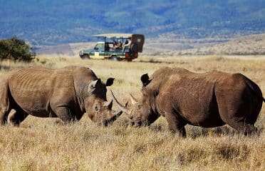 Protrio Safaris Ltd