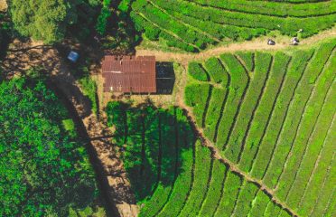 International Institute Of Rural Reconstruction Africa (Ksm)