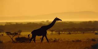 MARIDADI SAFARIS