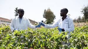 Smallholder Irrigation Schemes Development Organization (sisdo)