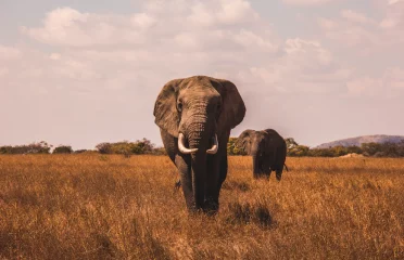 Njoo Twende Safari