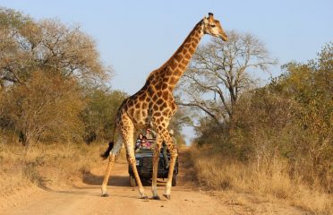 African Circuit Safaris & Tours