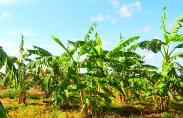 MOGUSII FARMERS GROUP CO LTD
