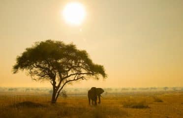 Paradise in Africa Safaris