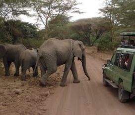 Steenbok Safaris & Car Hire