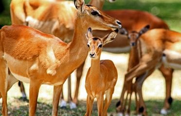 Kenya Wildlife Impala Park