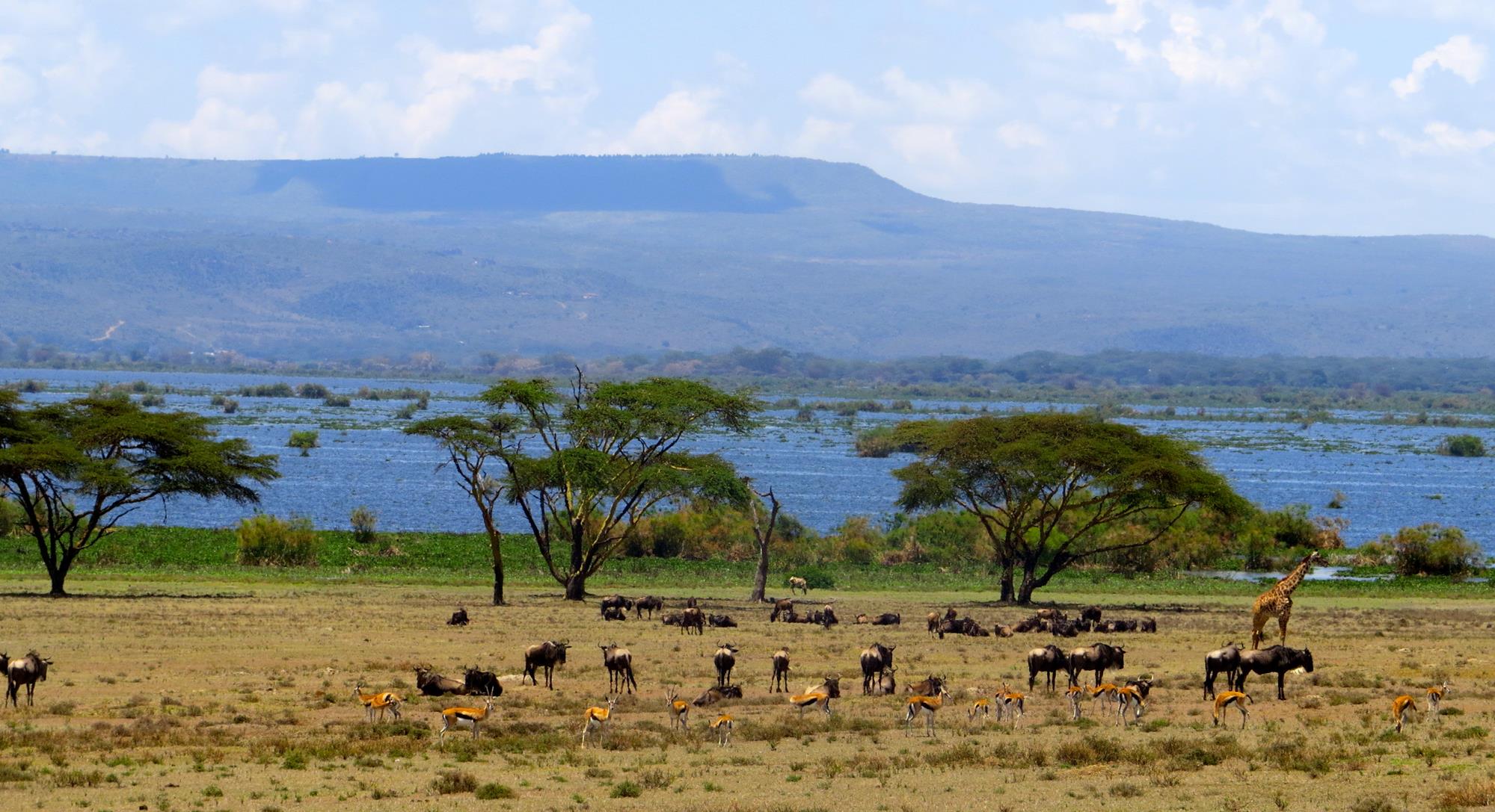 Kenya ideal safaris