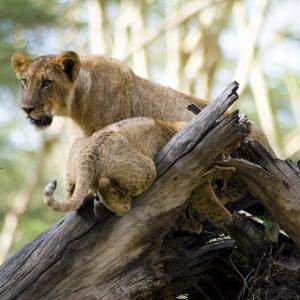 two lions, resting, lake nakuru national park