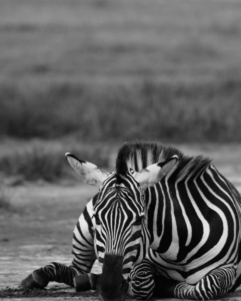 one zebra, lying down, soysambu conservancy